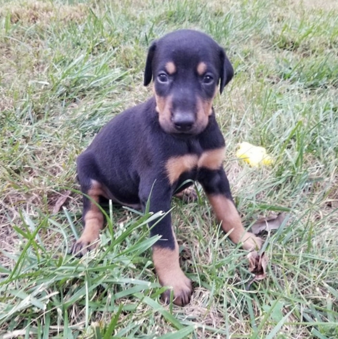 comprar cachorros sanos, baratos y asequibles para la venta